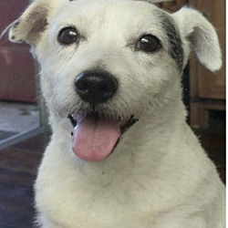Jack Russell Rescue Ca In Moorpark California