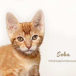 Thumbnail photo of Soba #2