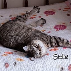 Thumbnail photo of Stella! #3