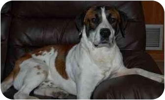 st bernard basset hound mix