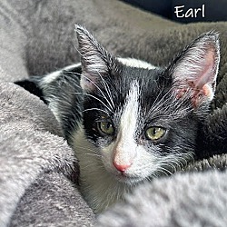 Thumbnail photo of Earl #4