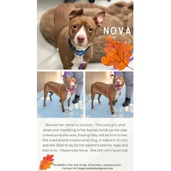 Thumbnail photo of Nova #2