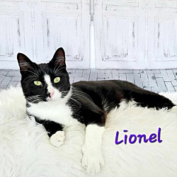 Thumbnail photo of Lionel #1