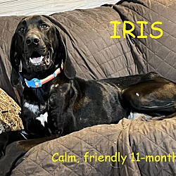 Thumbnail photo of IRIS #1