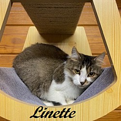 Thumbnail photo of Linette #1