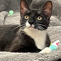 adopt a pet
