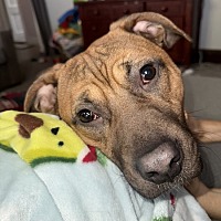 adopt a pet