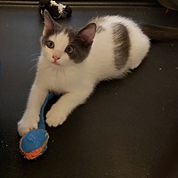 adopt a pet