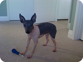 american hairless terrier for adoption