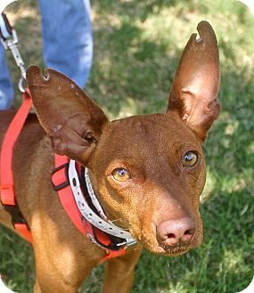 mini pharaoh hound