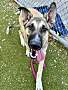 SHERLOCK - Siberian Husky available for adoption