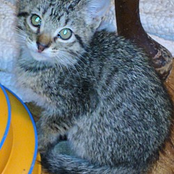 Thumbnail photo of Savannah mix kittens #2