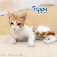 Photo of Tappy