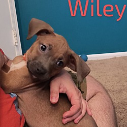Photo of Wiley