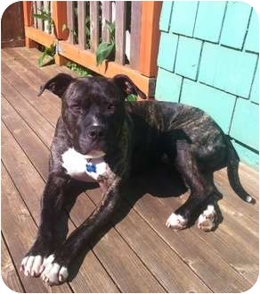 brindle bullmastiff pitbull mix