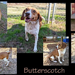 Thumbnail photo of Butterscotch #2