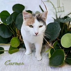 Thumbnail photo of Carmen #3