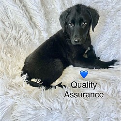 Thumbnail photo of Quality Assurance (Fee $300) #2