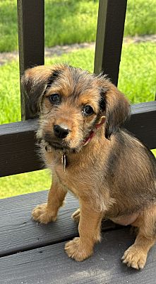 Mundelein, IL - Schnauzer (Standard)/Terrier (Unknown Type, Medium ...