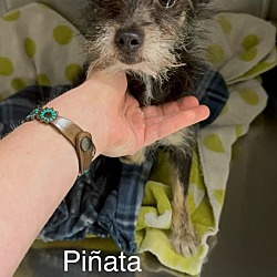 Thumbnail photo of Pinata #3