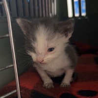 adopt-pet