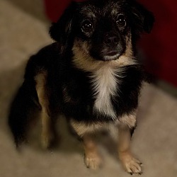 Thumbnail photo of Luna-Adopted! #4