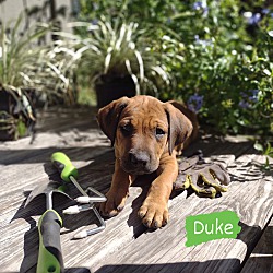 Thumbnail photo of Duke #3