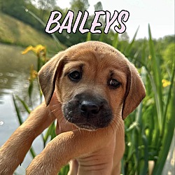 Photo of Baileys
