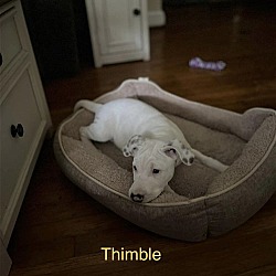 Photo of Thimbleweed (8wo, 12lbs)