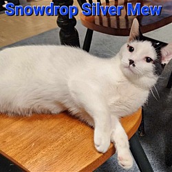 Photo of Snowdrop Silver Mew