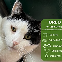 Thumbnail photo of Oreo #1