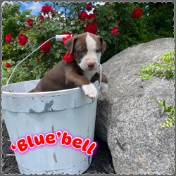 Thumbnail photo of 'Blue'bell #2