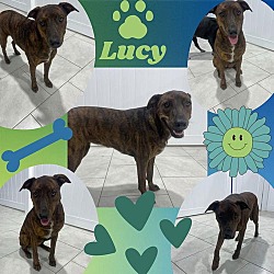 Thumbnail photo of Lucy #2