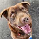 Adopt A Pet :: Appt. Pending - Gracie - Versailles, KY