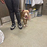 adopt a pet
