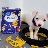 adopt-pet