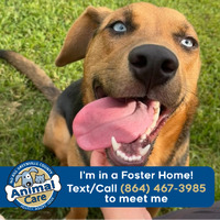adopt a pet