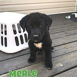 Thumbnail photo of Merle #1