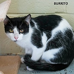 Photo of Burrito
