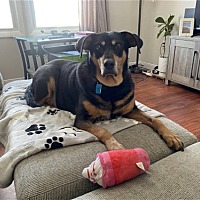 adopt a pet