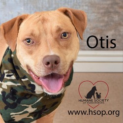 Thumbnail photo of Otis #1