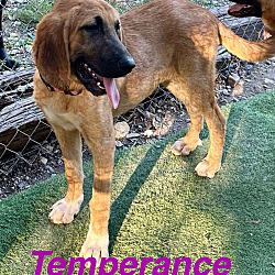 Thumbnail photo of Temperance #2