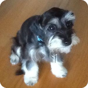 miniature schnauzer havanese mix