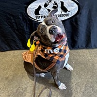 adopt a pet