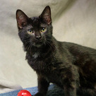 Adopt A Pet :: Moray - Versailles, KY