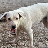 adopt-pet