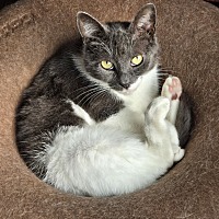adopt a pet