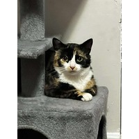 adopt-pet