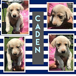Thumbnail photo of Caden~adopted! #2