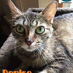 Thumbnail photo of Denise - Adopted Sept 2017 #3
